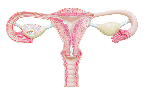 istock Female reproductive system isolated on white background with clipping path 538879337