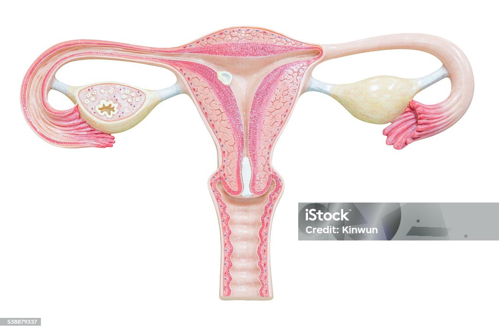 Female reproductive system isolated on white background with clipping path Ovary Stock Photo