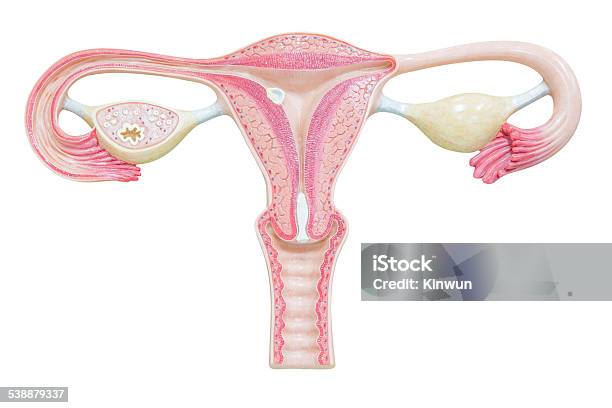 Female Reproductive System Isolated On White Background With Clipping Path Stock Photo - Download Image Now