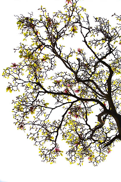 istock Magonlia tree stating to bloom on white 538879363