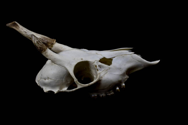 istock Deer Skull with Odd Antlers on black background 538879548