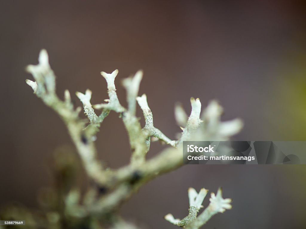 wet plant branches in winter forest wet plant branches in winter forest with water drops and blurred background 2015 Stock Photo