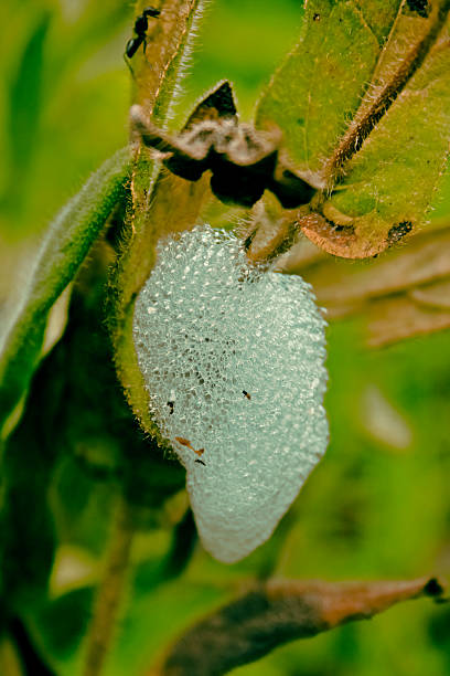 istock Cocoon Of Froghopper, Spittlebug Larvae 538879697
