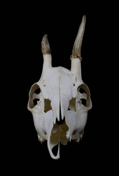 istock Deer Skull with Odd Antlers on black background 538879758
