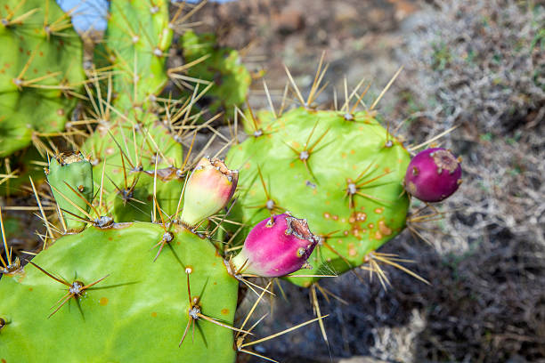 istock detail of large cactus 538879851