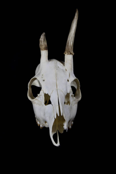 istock Deer Skull with Odd Antlers on black background 538879910