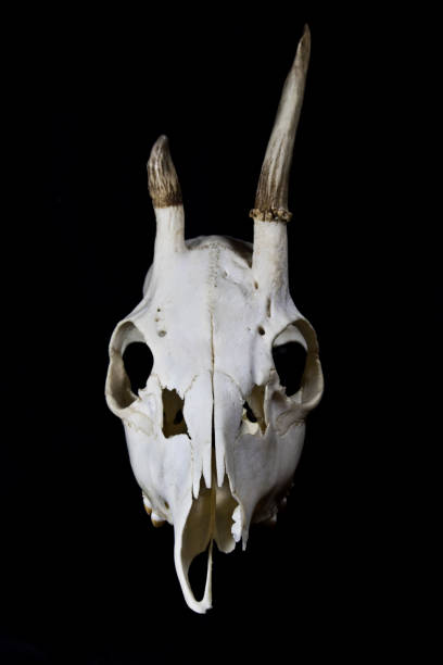 istock Deer Skull with Odd Antlers on black background 538880090