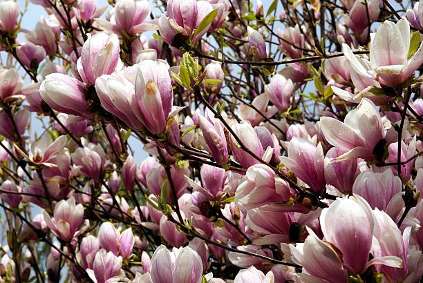 istock magnolia tree with pink flowers at spring 538880142