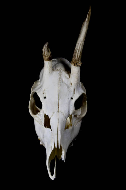 istock Deer Skull with Odd Antlers on black background 538880180