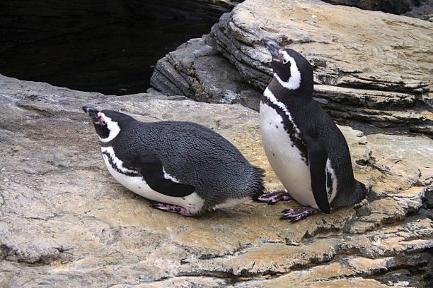 dos penguins - pebble gentoo penguin antarctica penguin fotografías e imágenes de stock