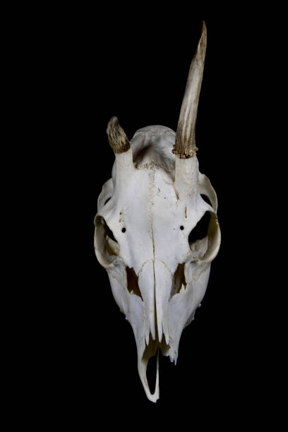 istock Deer Skull with Odd Antlers on black background 538880262