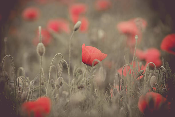 istock Poppy flower in a field 538880322