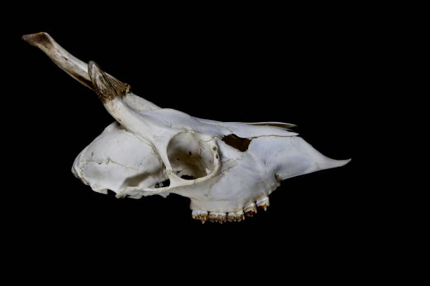 istock Deer Skull with Odd Antlers on black background 538880338