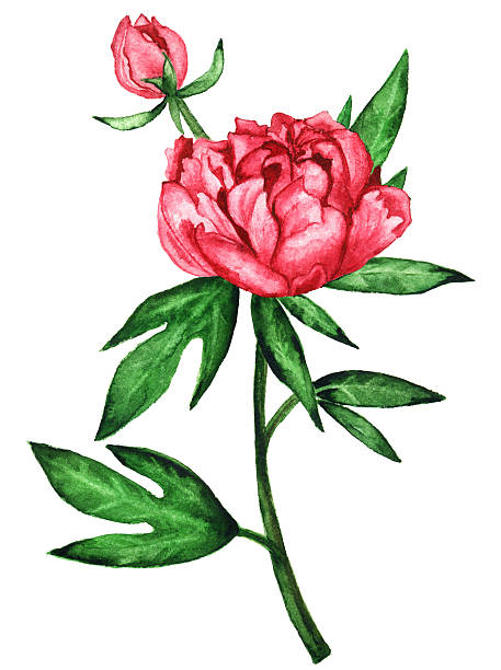 illustrazioni stock, clip art, cartoni animati e icone di tendenza di fiore di peonia rosa dell'acquerello con i fogli verdi - bouquet rose peony rosé