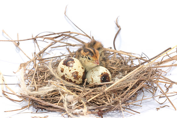 istock Yellow and brown baby quail 538880448