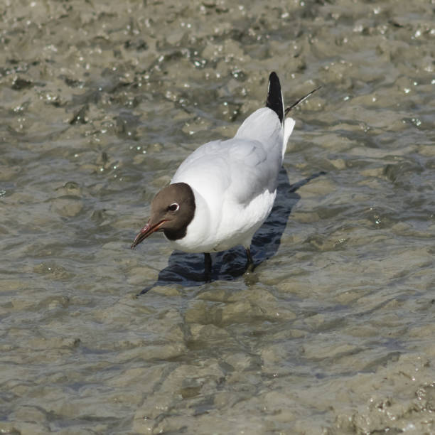 gaviota reidora, chroicocephalus regiones, en barro con fregadero, enfoque selectivo - common black headed gull fotografías e imágenes de stock