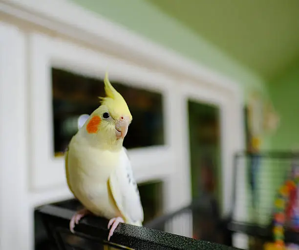 Young, male cockatiel bird outside its bird cage. Showing the distinctive yellow plumage of this lovely and intelligent bird.