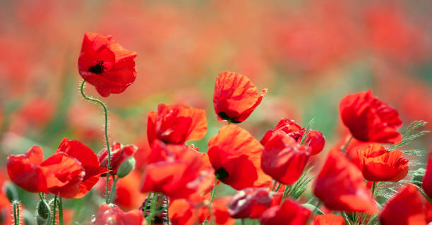 istock Red poppy flowers 538881654