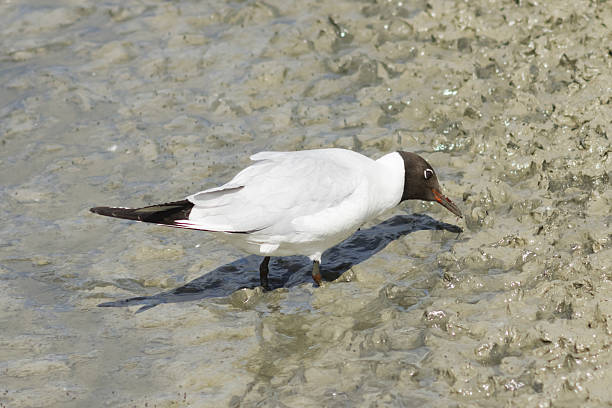 gaviota reidora, chroicocephalus regiones, en barro con fregadero, enfoque selectivo - common black headed gull fotografías e imágenes de stock