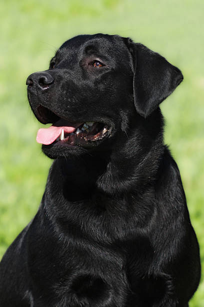 istock happy black dog Labrador Retriever 538882172