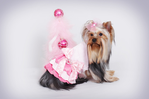 cute dog Yorkshire Terrier sitting in pink dress at Christmas