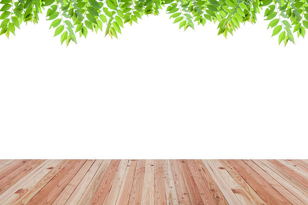 istock Wood floor texture and green leaves frame on white background. 538883320