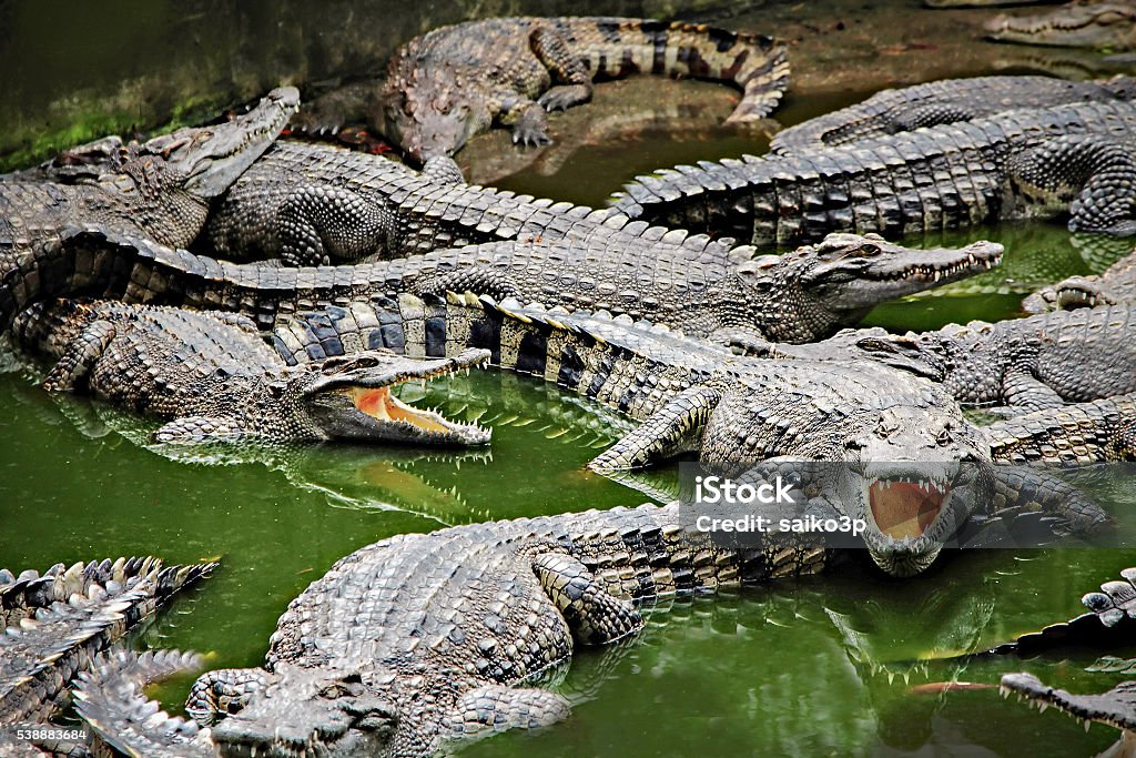 Crocodiles in the water Crocodiles close up in Thailand Crocodile Stock Photo