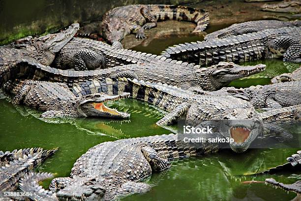 Crocodiles In The Water Stock Photo - Download Image Now - Crocodile, Alligator, Water