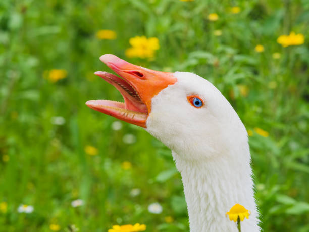 Closeup portrait of a white geese screaming with beak open and tongue out. grass and yellow flowers blurred in background