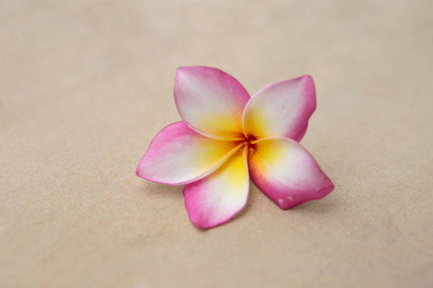 beautiful frangipani flower background.