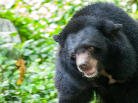 Bear attack! Motion blur feeling bear attacking.