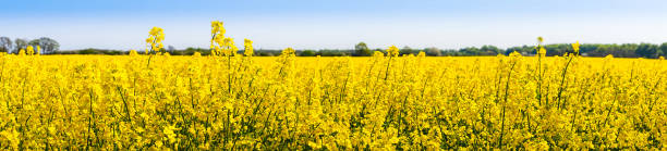 Rapeseed flowers in the spring stock photo