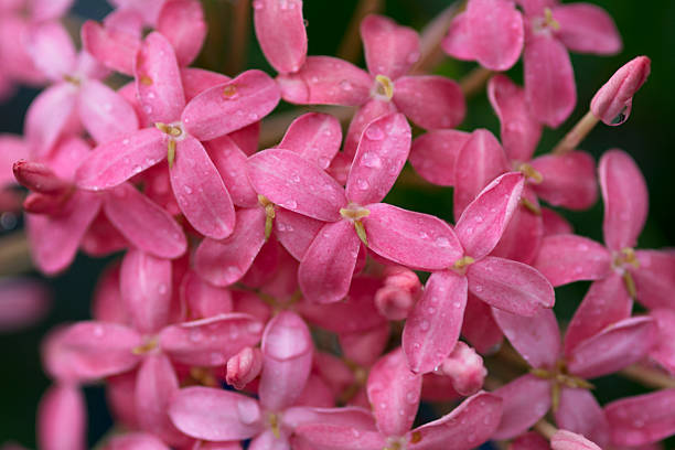 istock beautiful natural flowers background 538884818