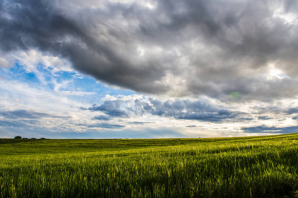 istock Field of grass and cloudy sky 538884832