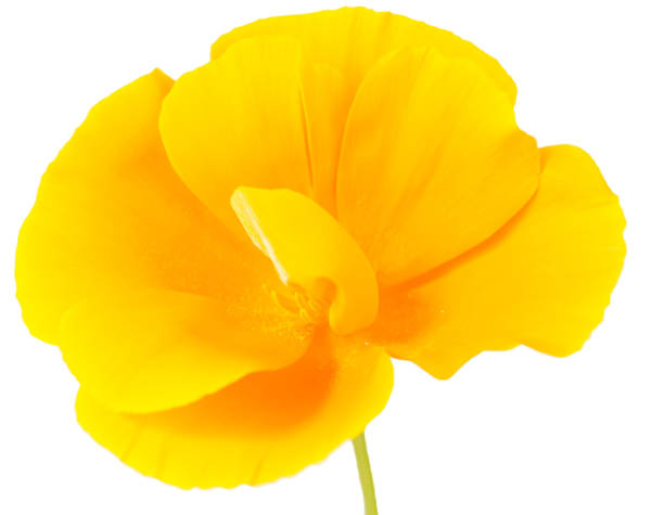 istock flower field poppy 538887440