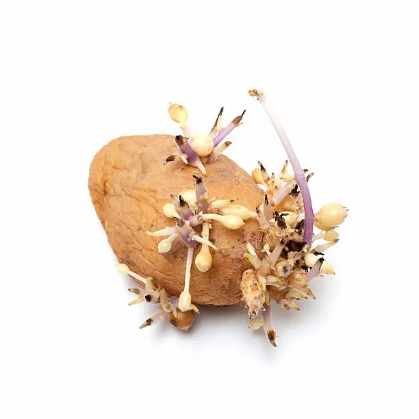 Sprouting potato isolated on the white background