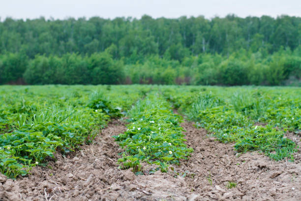 istock Strawberry field with long raised beds in cloudy weather 538887878