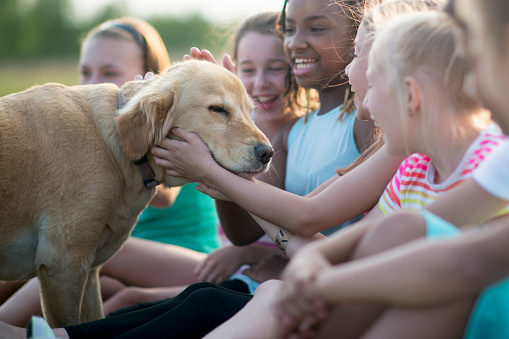 A group of elementary age children are playing with a golden retriever outside at the park.