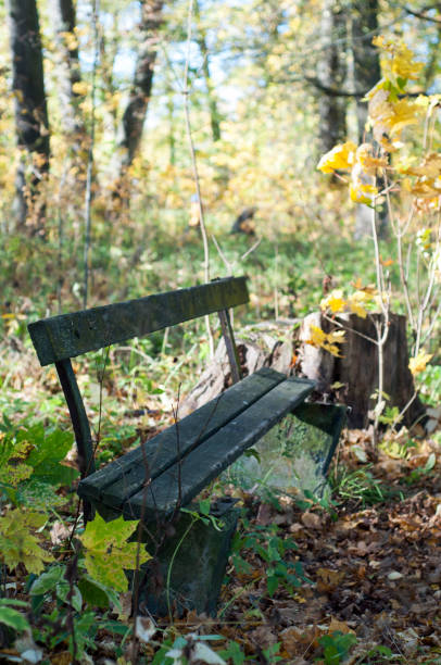 istock Old bench autumn park. Colorful leaves. 538888520