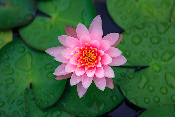 rose fleur de lotus en fleur - lotus reflection flower single flower photos et images de collection