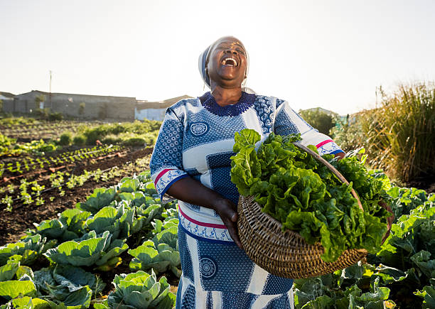African woman laughing Adult African Female wearing Traditional clothes and face paint holds back her head and laughs , holding a basket filled with vegetables, spinach, she has harvested. farmer stock pictures, royalty-free photos & images