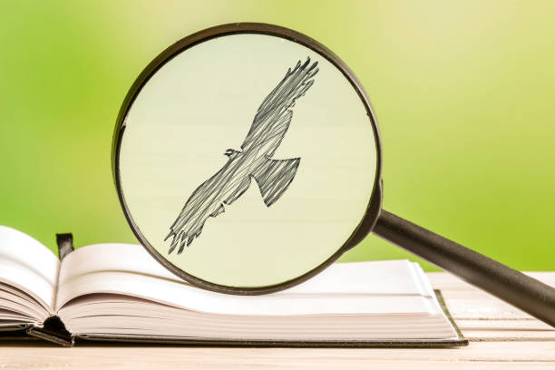 istock Bird search with a magnifying glass 538890712