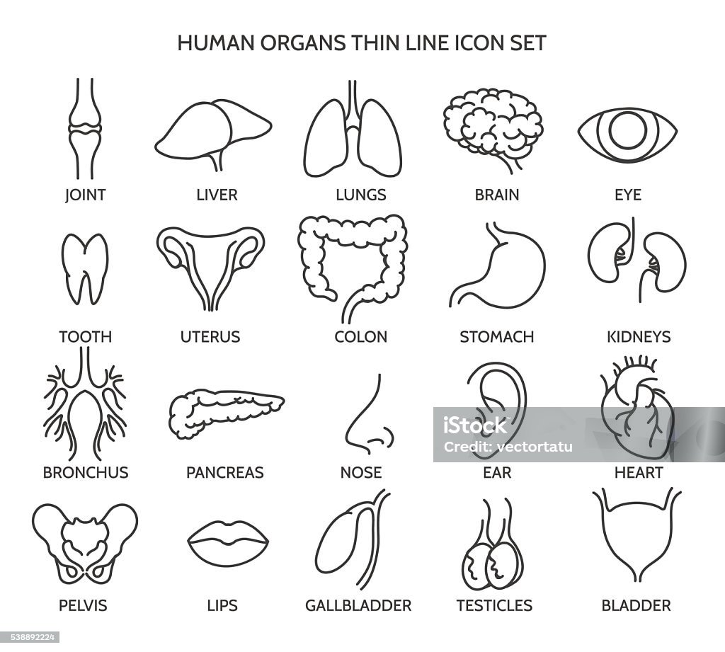 人間の臓器ラインのアイコン - アイコンのロイヤリティフリーベクトルアート