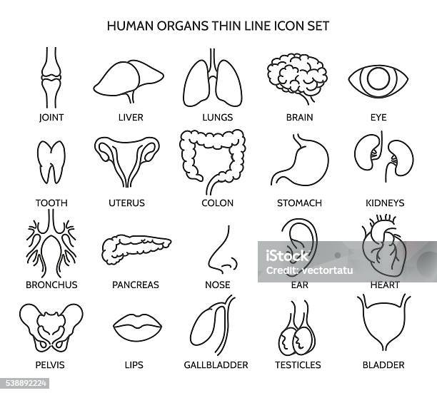 Human Organ Line Icons Stock Illustration - Download Image Now - Icon Symbol, Pelvis, Colon