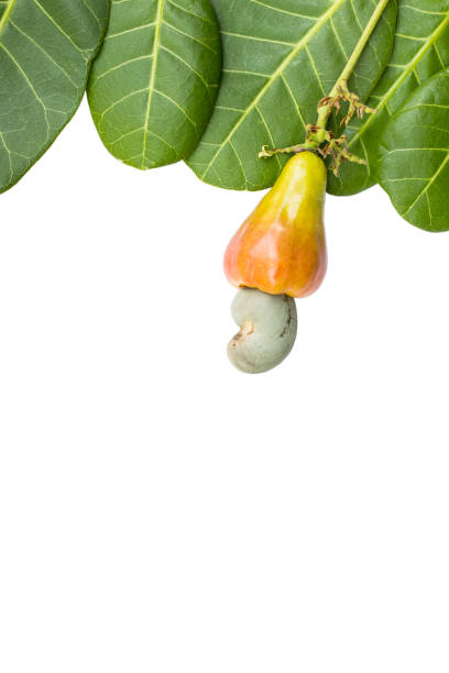 istock cashew nut and leaf on white background 538892460