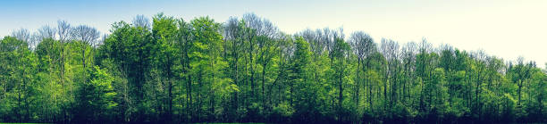 istock Green beech trees in panorama landscape 538892718