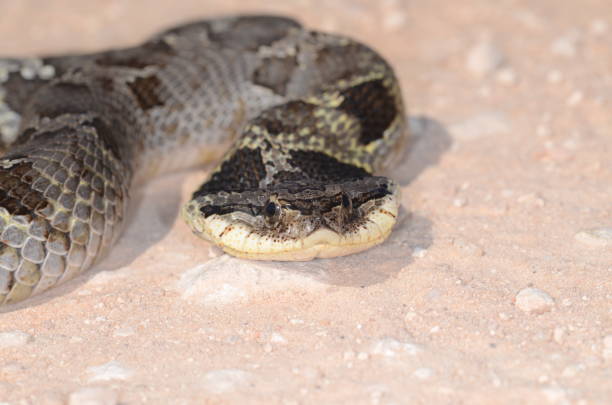 istock Macro of Eastern Hognose snake with  flattenned head threat display 538892928