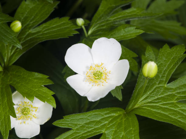 istock white anemone flower at flowerbed macro, selective focus, shallow DOF 538894004