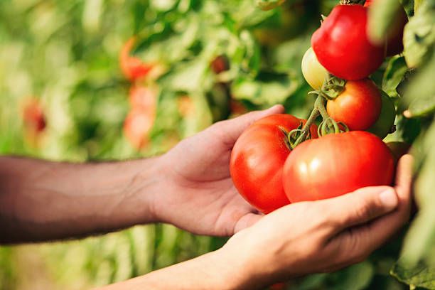 istock Close up of human hands holding tomato 538894694