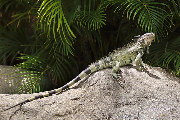 Green Iguana resting on a rock in a tropical climate, full length side view, head up.
